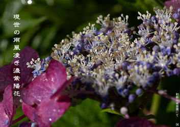 夏季応募作品10