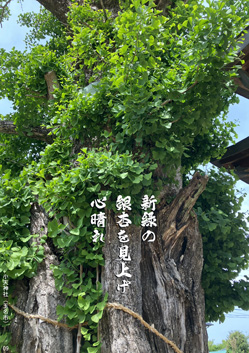 夏季応募作品13