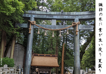 夏季応募作品42